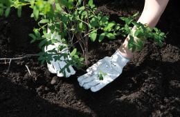 24.10.2025 Школьники после 9-го класса могут получить востребованную в Приморье профессию в лесной отрасли | Администрация муниципального округа город Партизанск Приморского края Официальный сайт