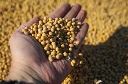 09.02.2024 На 100% запаслись семенами аграрии Приморья | Администрация муниципального округа город Партизанск Приморского края Официальный сайт