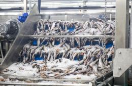 27.12.2023 Рыбодобытчики Приморья нарастили объем вылова. ИТОГИ ГОДА | Администрация муниципального округа город Партизанск Приморского края Официальный сайт