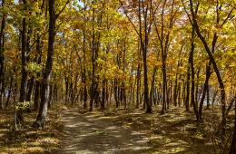 27.10.2023 Высокая пожароопасность сохраняется в лесах Приморья | Администрация муниципального округа город Партизанск Приморского края Официальный сайт
