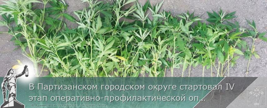 В Партизанском городском округе стартовал IV этап оперативно-профилактической операции «Мак-2021» | Администрация муниципального округа город Партизанск Приморского края Официальный сайт