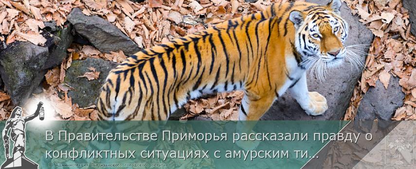 В Правительстве Приморья рассказали правду о конфликтных ситуациях с амурским тигром, сообщает www.primorsky.ru | Администрация муниципального округа город Партизанск Приморского края Официальный сайт В Правительстве Приморья рассказали правду о конфликтных ситуациях с амурским тигром, сообщает www.primorsky.ru | Администрация муниципального округа город Партизанск Приморского края Официальный сайт